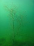 Baum