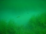 Zwei europäische Hechte (Esox lucius)